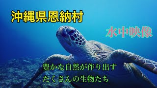 沖縄県恩納村、万座近海（万座毛や、ANAインターコンチネンタル万座ビーチリゾート周辺）の、水中の様子をメインにご紹介してます。是非ご覧ください♪