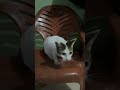 Aku punya kucing putih #shortvideo #videoshorts