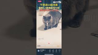 地震要发生时猫咪吓得口吐白沫