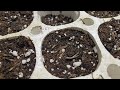 Growing Native Plants: My Styroblock Seeding Experiment - Day 5 Update! April 5, 2026