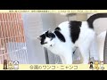 今週のワンコ・ニャンコ「カズマ」県庁ニュース vol.458 2022 01 26 wed.