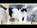 今週のワンコ・ニャンコ「カズマ」県庁ニュース vol.458 2022 01 26 wed.