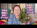 神棚のお榊🌿右枯れ。左枯れ。宮崎マンゴーラングドシャ🥭お土産😋