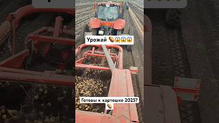 Готовы к картошке 2025?🥔 #картошка #высадка #посев #бульба #картопля #село #поле #деревня