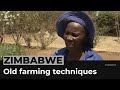 Farmers in Zimbabwe turn to alternative methods to reduce hunger
