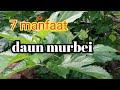 manfaat daun murbei untuk kesehatan@seribu manfaat