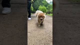 ポメラニアン、笑顔で散歩 | #ポメラニアン #pomeranian #shorts