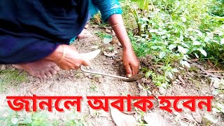 এই তিনটি গাছের শিকড়ের উপকারিতা কি ? Benefits Of Tree Roots ।।  Ujalshing Agro