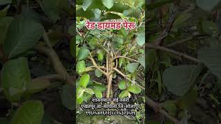 #रेड_डायमंड #पेरु ची रोप अशी बनवतात #Red_Diamond #Guava #peru #guava farming #पेरू-लागवड