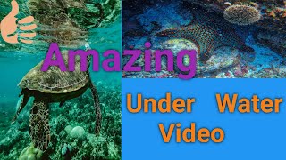 Under water world 4K Underwater footage + Music | Nature Relaxation™ Rare & Colorful Sea Life Video