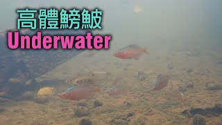 牛屎鯽魚（高體鳑鮍）水下畫面