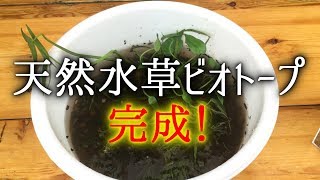 【アクアリウム】水草ハンターを称える動画