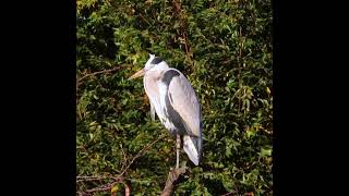 アオサギ１世田谷地区ショート 2024 11 03 #アオサギ #野鳥 #birds #wildlife #nature #自然観察ぶらり散歩