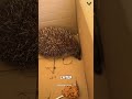 girl rescues trapped hedgehog and helps it recover ❤️🦔