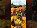 Best Islamic Shorts Video #allah #viralvideo #trending #shorts #viral #shortsfeed #subhanallah #Dua