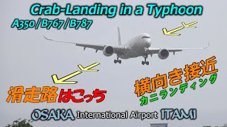 4K 伊丹空港 台風9号強風 華麗にクラブランディングで攻める横風着陸 A350 B767 B787｜Osaka Intn' Airport (ITAMI) Typhoon No9 Crosswind