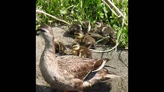 【ひよこ】カルガモ親子の雛鳥の可愛い羽繕い【鳥の赤ちゃん】