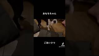 #犬 #犬のいる暮らし #ボストンテリア #愛犬