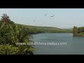 aghanashini river in karnataka coconut trees and lots of brahminy kites