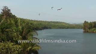 Aghanashini river in Karnataka: coconut trees and lots of Brahminy Kites