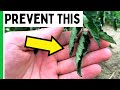 Tomato Leaf Curl - Causes and Solutions - Geeky Greenhouse