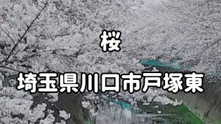 桜　埼玉県川口市戸塚東