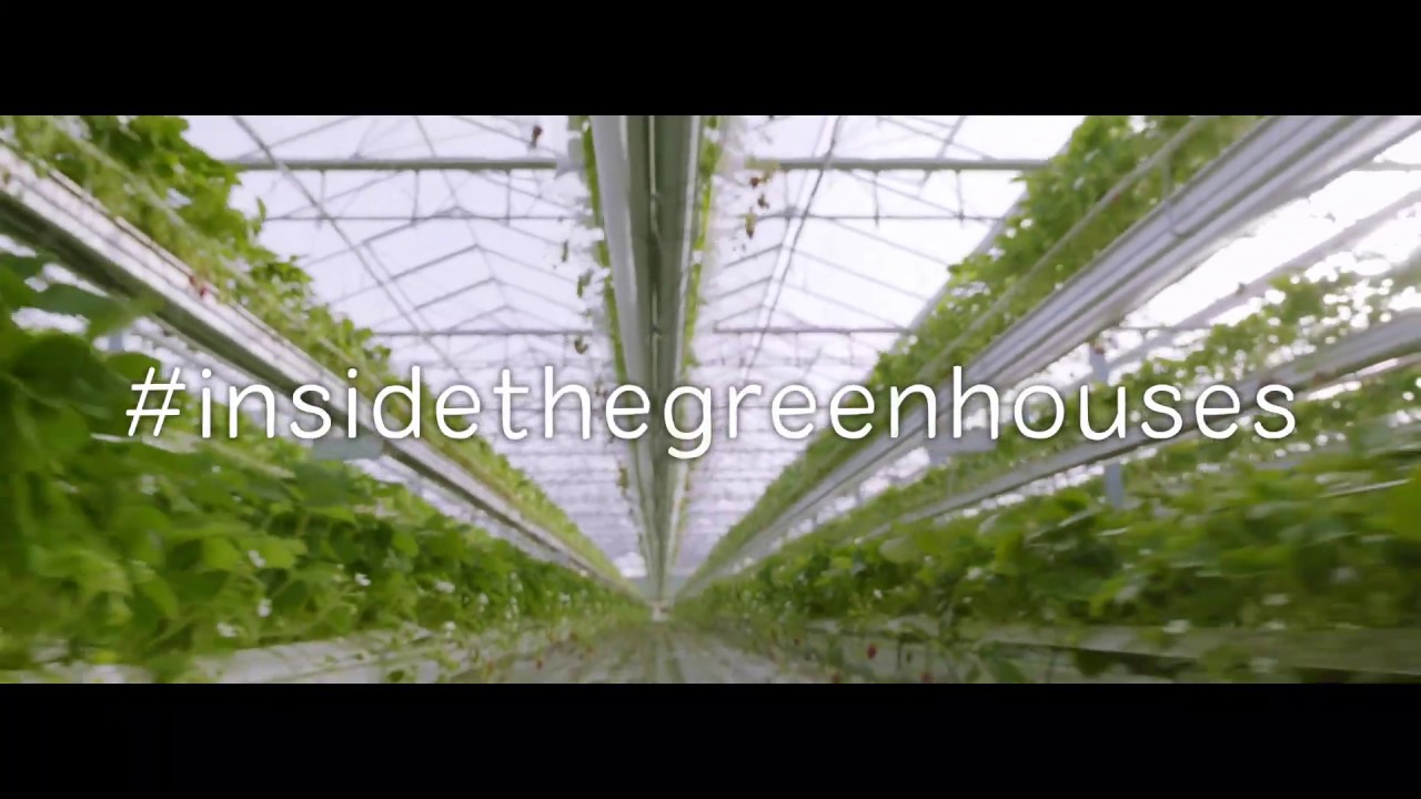 How Greenhouses Work? - YouTube