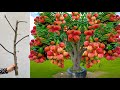 Technique Propagation Lychee tree / how to grow lychee tree fast with Aloe Vera fruits