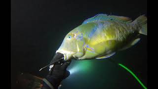 素潜り漁　電灯潜り（spearfishing）