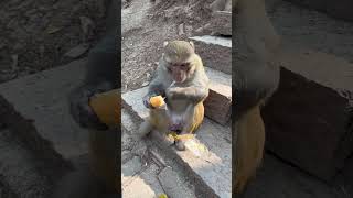 Funny monkey #63