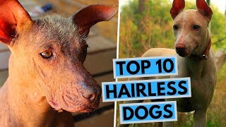 TOP 10 Hairless Dog Breeds - The Ancient Breeds With Unique Appearance