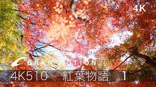 4K Japan Autumn leaves 絶景紅葉4K510_4K動画素材集グランモーション 紅葉物語1