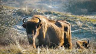 Vroege Vogels - Kudde wisenten