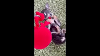 チワピン子犬と初めて遊んでみた！puppy