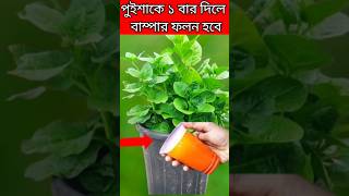 পুইশাকের গাছে এই দ্রবণ একবার দিলে বাম্পার ফলন হবে #shortvairal#tending#পুইশাক