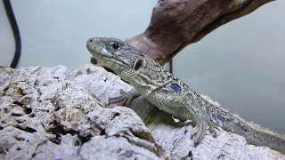 Occellated / Eyed Lizards, Timon (Lacerta) lepidus group of juveniles.