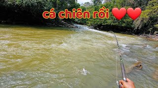 Vào rừng câu cá / Đụng cả bầy cá chiên hiếm ❤️❤️