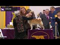 shiba inu breed judging 2020