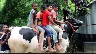 ১৬ মন ওজনের শখের পালা গরু বিক্রি | দ্বিতীয় রাজাবাবু | ২০২১ সালের অন্যতম ষাঁড় গরু | Biggest bull 2021