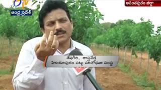 Mulberry Plant in Tree Mode | an Innovation of Sericulture Scientists | Hindupur