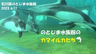 癒し！海中トンネルから見たカマイルカ・石川県のとじま水族館（2023.6.11）