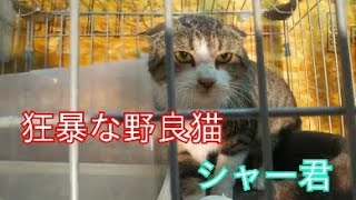 狂暴な野良猫 シャー君の今、昔