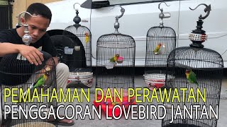 Pemahaman lovebird jantan beserta cara perawatan penggacoran.