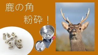 堅い素材を砕く機械で鹿の角を粉砕