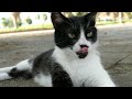 walking around wakasa seaside park naminoue shrine okinawa！we also met a stray cat