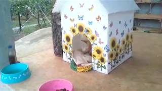 บ้านน้องหมาแสนน่ารักDIY ทำเองง่ายๆ|How​ to​ pet​ house