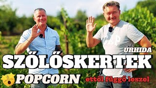 🍇 SZŐLŐSKERTEK 2./15.rész ►ÚRHIDA ► Titokzatos Popcorn szőlő: Ettől függő leszel!