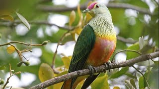 Birds of the world | 58 | Rose-Crowned Fruit Dove @SITHEEQUE #dove #sydney #tarongazoo