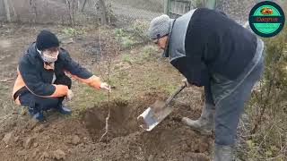 4. Дворът- Засаждане на дръвчета с агроном Боян Богомилов