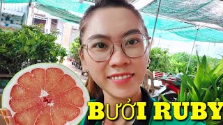 Test trái bưởi Ruby CHẤT LƯỢNG RA SAU